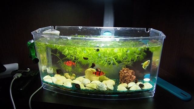 ЛУЧШИЙ АКВАРИУМ ДЛЯ НАЧИНАЮЩИХ | ПЕРВЫЙ АКВАРИУМ НА 3 ЛИТРА смотреть онлайн