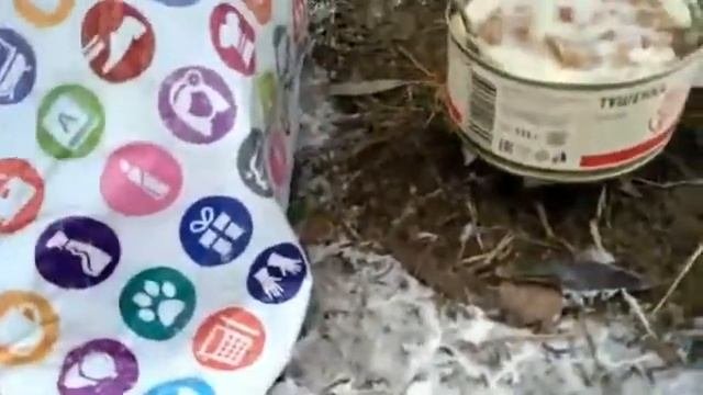 Тест сухого горючего из сухпайка