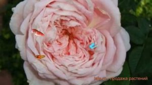 Роза чайно-гибридная Эмейзинг Грейс (amazing grace) ? обзор: как сажать, саженцы розы Эмейзинг Грей