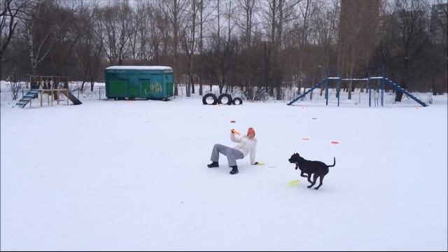 Вебстайл 2017 Ирина и АПБТ Декстер.mp4