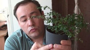 Микроцитрус Фингерлайм.mp4