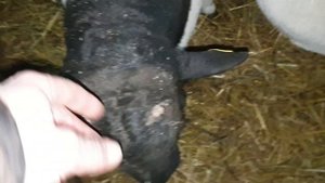 Дорпер Бараны Производители #dorper #dorpersheep #дорпер #семейнаяферма #dorperram