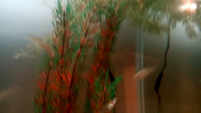 Мои рыбки.Гуппи,барбусы и сомики смотреть онлайн