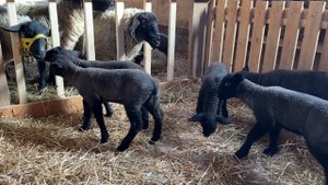 Ясли для ягнят