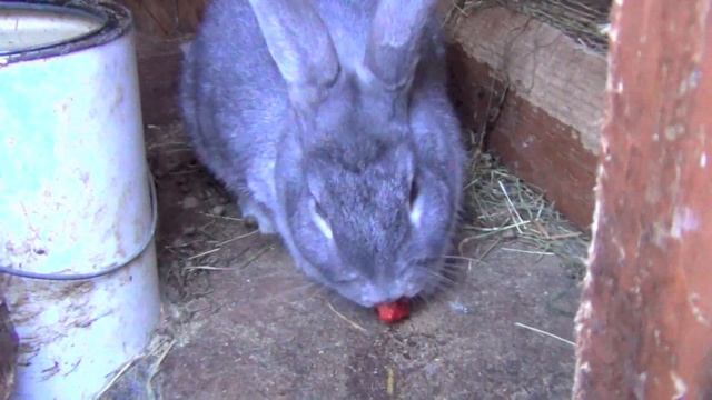 Кормление кролика клубникой смотреть онлайн