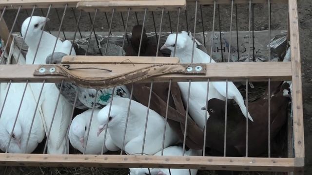 Голубиный рынок в Астрахани! 27.02.22г #tauben #pigeons #Exhibition смотреть онлайн