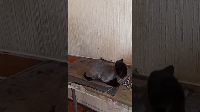 Persian cat cut his hair./ Персидский котик подстригся.