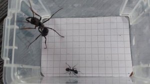 Dinoponera grandis (Brazil) vs Camponotus vagus soldier (Italy) 05.06.2022