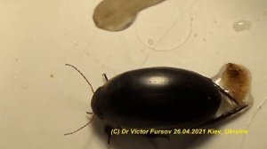 Весенние Жуки Шустряки: Плавунец Быструн, Щелкун Прыгун, Жужелица Бегун, Зерновка Грызун. Прыгают?