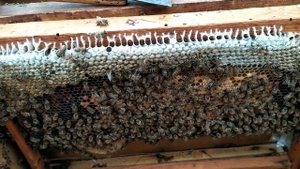 #пчелы#июнь#2020  ПОЙМАЛ ПЧËЛ!!! Июнь 2020.!!!