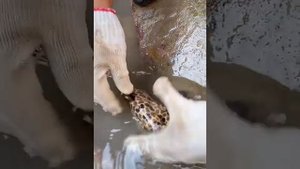 китайцы ловят рыбу лайфхак
