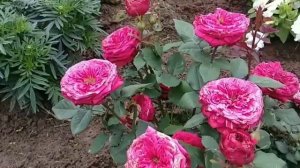 Вариант N-3?Роза ПРИНЦЕССА КИШИ