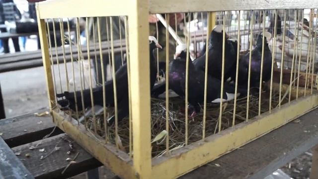 ЯРМАРКА ГОЛУБЕЙ. Бронницы. 12.09.21#ярмарка#рынок#голуби#голубеводство смотреть онлайн