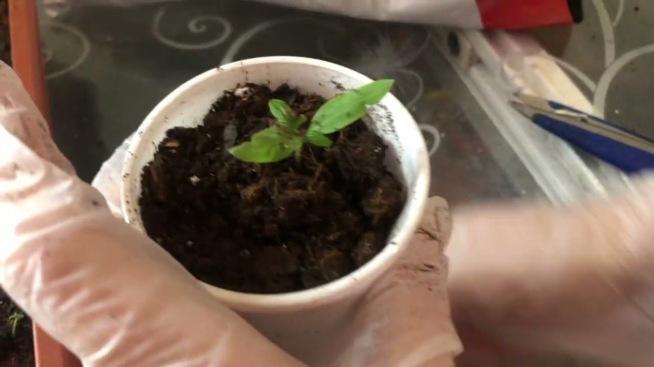 Пикируем помидоры. Весна близко!!! смотреть онлайн