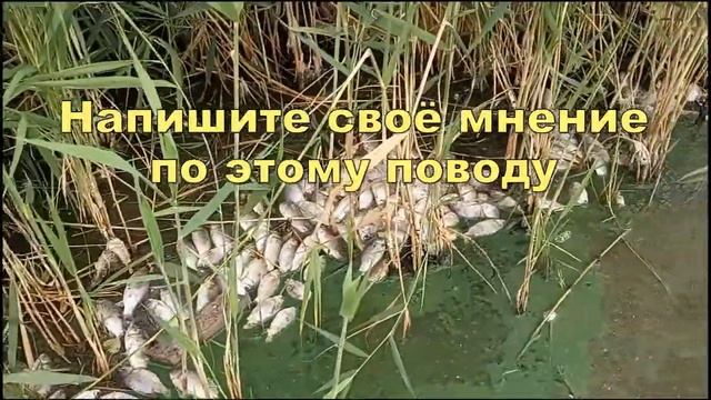 Рыба задохнулась в озере. Замор рыбы. смотреть онлайн