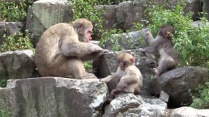 Детеныши снежных обезьян в японии (www.nipponvideo.tv)