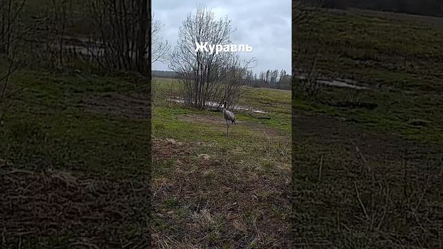 Журавль в дикой природе