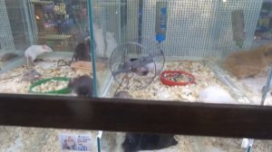 Животные в зоомагазине