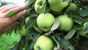 Зеленые яблоки с земляничным ароматом / Уникальный сорт САПФИР