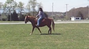 Chestnut Pony 2