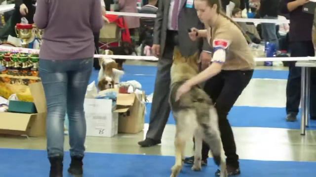 3 Россия 2012 кобели юниоры Brut z Belskeho Hajecku Airwolf z Molu Es и Эпоха Виктории Акелло смотреть онлайн