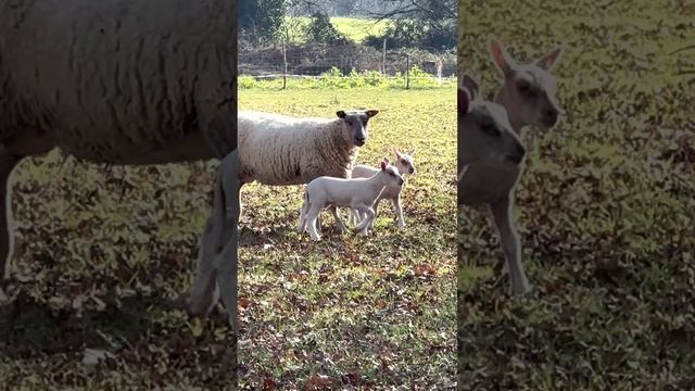 Маленькие ягнята с мамой, овцы и бараны, животные, Франции, сельское хозяйство, домашние животные