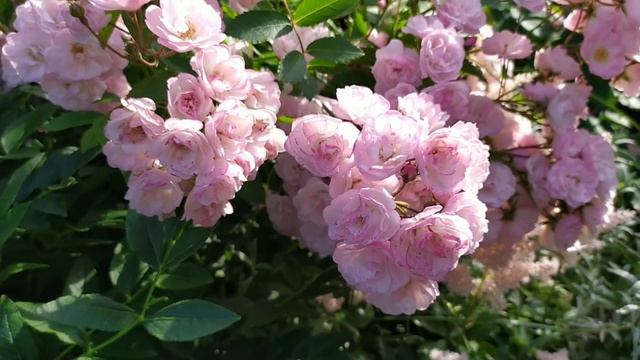 Окончание первой волны цветения роз. Обрезка и подкормка. смотреть онлайн