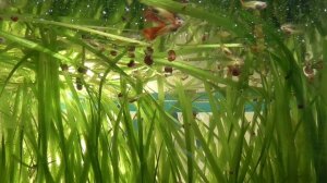 Аквариум, аквариумные рыбы гуппи светлые и зелёные водоросли в аквариуме
