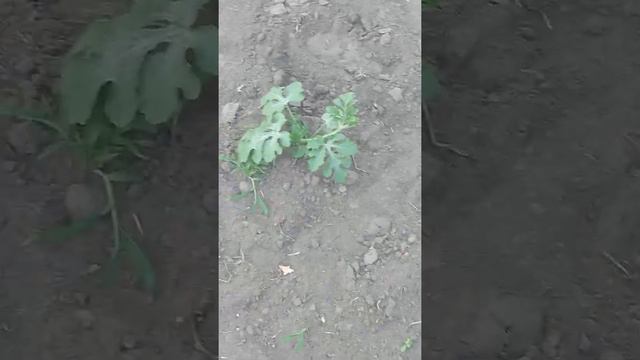 АРБУЗЫ. Бахча. Дыня. Состояние и уход смотреть онлайн