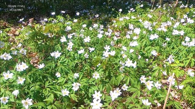 ПЕНИЕ ПТИЦ ИСЦЕЛЯЕТ-(АНОНС ВИДЕО)-ПОЛНАЯ ВЕРСИЯ НА НОВОМ КАНАЛЕ смотреть онлайн