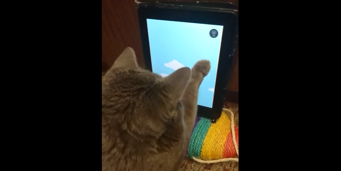 Кошка ? играет на планшете в игру Lonely cat toy - игра бабочки для одиноких кошек.