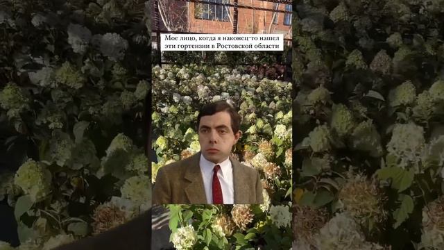 Гортензии в Ростове от «Зеленый берег» #питомникрастений #домростов #декоративныерастения #садросто