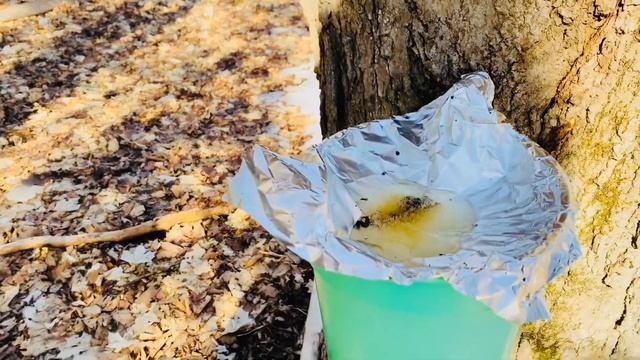 Как готовят кленовый сироп смотреть онлайн