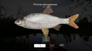 Русская рыбалка 4! Трофейная плотва на Суре! Маггот -  Задание квалификации! РР4! РЫБОКИТ!