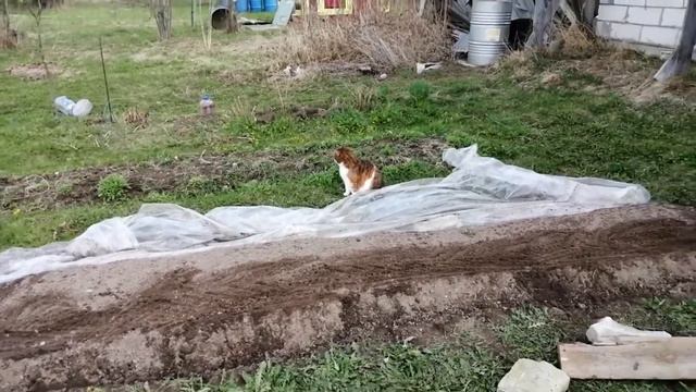 Защита моркови от агента 007 смотреть онлайн