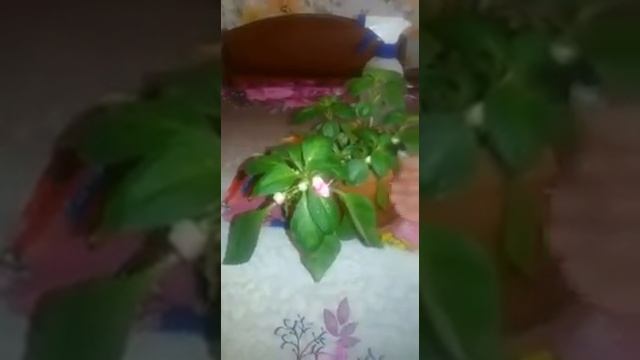 Бальзамин. Огонёк. Мокрый ванька