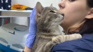 Эвтаназии – нет! Теперь котик "Омских хвостиков"! | Моби