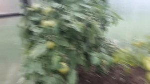 Термопривод для теплицы