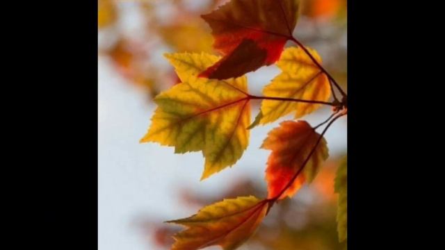 С добрым утром,ЧЕТВЕРГ!🤗🤗🤗01.09.22г. Друзья, хорошего дня,погоды и настроения! 😁😁😁 С началом ОСЕНИ!