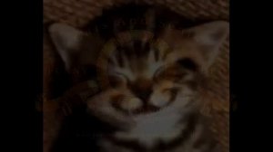 Котёнок поет с днём рождения:)