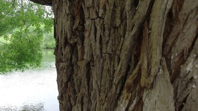 Съёмка на экшен камеру DJI Osmo Action 4K/30FPS.