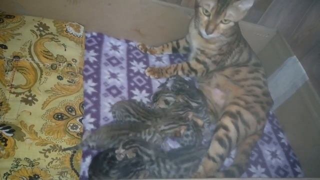 бенгальские кошки, котята бенгальской породы