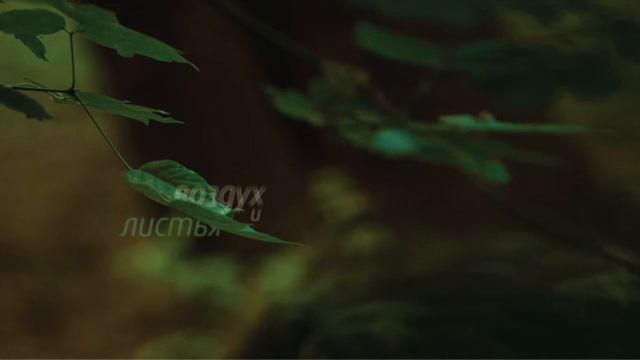 Anna Koroleva - Air and Leaves. Анна Королева - Московский скверик - Воздух и листья
