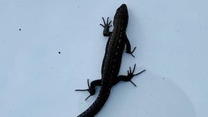 Поездка за грибами июнь 2020 Кузбасс! Ленинск-кузнецкий! Крапивино!