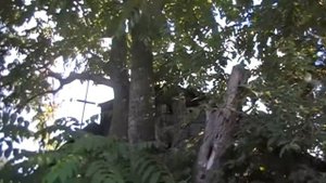 Чудо 2. Маньчжурский орех в Алтайском крае