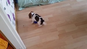 Щенок Джек Рассел терьер 1,5 месяца. ПЕРВЫЕ НЕДЕЛИ ДОМА. Забавное видео