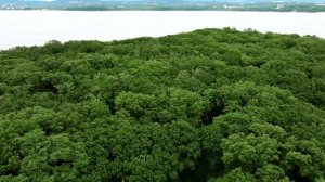 Коттеджный посёлок "Парк Де-Фриз" г. Владивосток