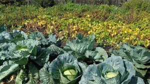 1 сентября/Продолжаю убирать в огороде/Пора вывозить уголь.