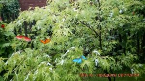 Клен сахаристый (acer sacharinum) ? сахаристый клен обзор: как сажать, крупномеры клена