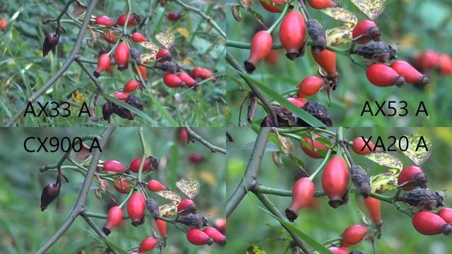 Sony AS33, AS53, CX900, Canon XA20 White Balance und Zoom смотреть онлайн